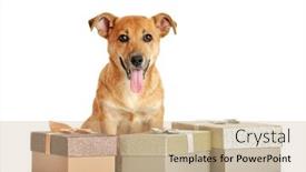  Presentation with boxes - Colorful slide set enhanced with small-funny-cute-dog backdrop and a coral colored foreground