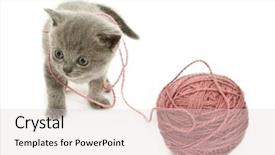  Presentation with thread - Presentation theme consisting of small funny kitten and clew of thread isolated on white background background and a lemonade colored foreground