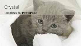  Presentation with kitten - Presentation theme with small funny kitten isolated on white background background and a soft green colored foreground