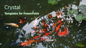  Presentation with garden pond - PPT theme with small-garden-with-pond background and a  colored foreground