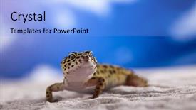  Presentation with reptile - PPT theme having small gecko reptile lizard background and a light blue colored foreground