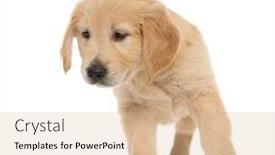  Presentation with golden - Presentation design with small-golden-retriever-dog-standing background and a coral colored foreground