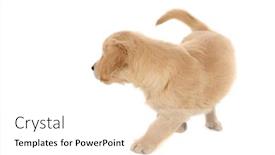  Presentation with zone - Amazing presentation theme having small-golden-retriever-dog-walking backdrop and a white colored foreground