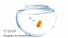  Presentation with air bubbles - Audience pleasing slides consisting of small goldfish in a fish tank with bubbles of air backdrop and a white colored foreground