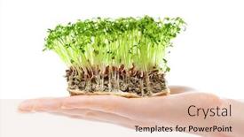  Presentation with grass - Audience pleasing presentation design consisting of small-grass-on-woman-hand backdrop and a lemonade colored foreground