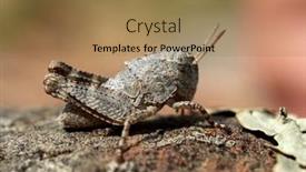  Presentation with natural product cancer - Amazing presentation having small-grasshopper-in-natural-habitat backdrop and a coral colored foreground