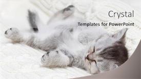  Presentation with kitten - Beautiful PPT theme featuring small-gray-british-kitten-sleeping backdrop and a white colored foreground