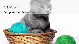  Presentation with kitten - Amazing PPT theme having small-gray-kitten-on-white backdrop and a white colored foreground