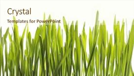  Presentation with growing up kids - Presentation featuring small green barley seedlings growing background and a cream colored foreground