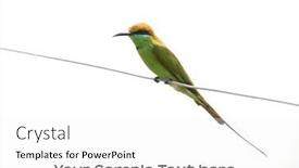  Presentation with white green - Colorful presentation theme enhanced with small-green-bee-eater-against backdrop and a white colored foreground