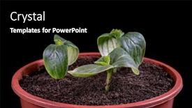  Presentation with seedling - Presentation having small-green-cucumbers-seedling background and a black colored foreground