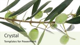  Presentation with culture - Slide deck featuring small green iraqi olives background and a  colored foreground