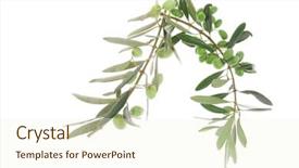  Presentation with culture - Audience pleasing presentation consisting of small green iraqi olives backdrop and a  colored foreground