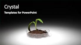  Presentation with green science - Presentation theme featuring small green plant and soil background and a black colored foreground