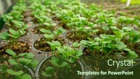  Presentation with vertical farm - PPT theme enhanced with small-green-seedlings-in-black background and a tawny brown colored foreground