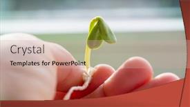  Presentation with sprout - Slide set consisting of small-green-sprout-in-hand background and a coral colored foreground