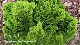  Presentation with green tree - Presentation design with small-green-thuya-tree background and a tawny brown colored foreground