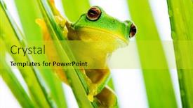  Presentation with frog - Presentation with small green tree frog holding on to palm tree background and a yellow colored foreground