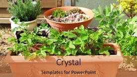  Presentation with herb - Theme consisting of small herb and flower garden background and a coral colored foreground