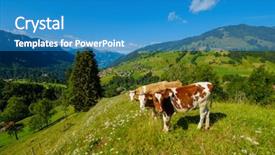  Presentation with holstein cows at dairy farm - Theme consisting of small herd of cows graze background and a teal colored foreground