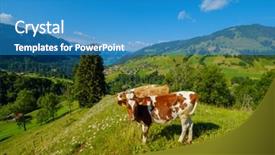  Presentation with alpine - Slides enhanced with small herd of cows graze background and a teal colored foreground