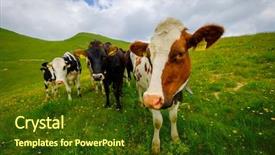  Presentation with holstein cows at dairy farm - Amazing PPT theme having small herd of cows graze backdrop and a tawny brown colored foreground