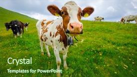  Presentation with alpine - PPT layouts having small herd of cows graze background and a tawny brown colored foreground