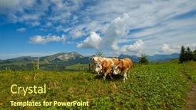  Presentation with alpine - PPT theme having small-herd-of-cows-graze background and a tawny brown colored foreground