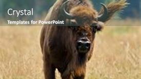  Presentation with bison - Cool new PPT layouts with small herd of european bison bison bonasus also known as wisent or the european wood bison grazing backdrop and a ocean colored foreground