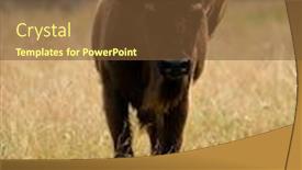  Presentation with bison - Presentation design consisting of small herd of european bison bison bonasus also known as wisent or the european wood bison grazing background and a tawny brown colored foreground