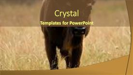  Presentation with bison - Slide deck enhanced with small-herd-of-european-bison background and a tawny brown colored foreground