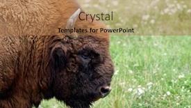  Presentation with bison - Amazing PPT theme having small-herd-of-european-bison backdrop and a coral colored foreground