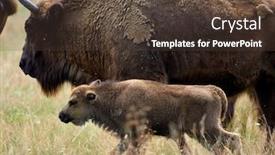  Presentation with bison - Beautiful slide deck featuring small-herd-of-european-bison backdrop and a tawny brown colored foreground