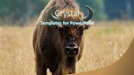  Presentation with bison - Presentation theme with small-herd-of-european-bison background and a ocean colored foreground