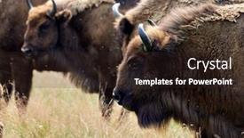  Presentation with bison - Presentation theme featuring small-herd-of-european-bison background and a wine colored foreground