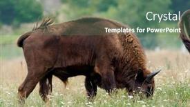  Presentation with bison - Amazing presentation theme having small-herd-of-european-bison backdrop and a ocean colored foreground