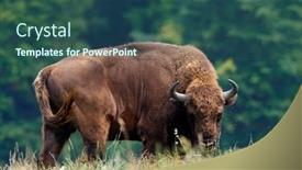  Presentation with bison - Theme featuring small-herd-of-european-bison background and a ocean colored foreground