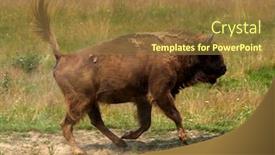 Presentation with bison - Slide deck having small-herd-of-european-bison background and a tawny brown colored foreground