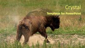  Presentation with bison - Audience pleasing PPT theme consisting of small-herd-of-european-bison backdrop and a tawny brown colored foreground