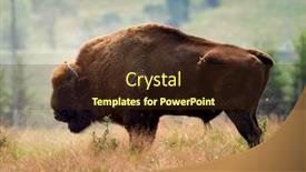  Presentation with bison - Slide deck having small-herd-of-european-bison background and a wine colored foreground