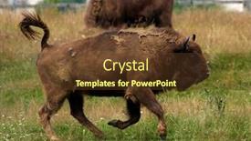  Presentation with bison - Beautiful theme featuring small-herd-of-european-bison backdrop and a tawny brown colored foreground