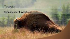  Presentation with bison - Colorful presentation theme enhanced with small-herd-of-european-bison backdrop and a light gray colored foreground