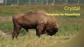  Presentation with bison - Presentation having small-herd-of-european-bison background and a tawny brown colored foreground