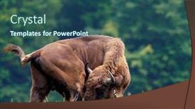  Presentation with bison - Audience pleasing PPT theme consisting of small-herd-of-european-bison backdrop and a ocean colored foreground