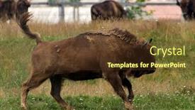  Presentation with bison - Cool new presentation theme with small-herd-of-european-bison backdrop and a tawny brown colored foreground