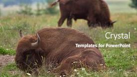  Presentation with bison - Colorful slide set enhanced with small-herd-of-european-bison backdrop and a tawny brown colored foreground