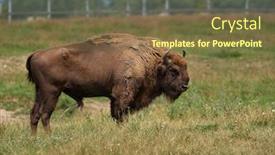  Presentation with bison - Slide deck having small-herd-of-european-bison background and a tawny brown colored foreground