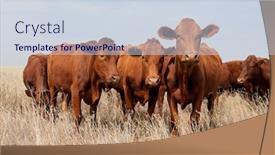  Presentation with farm - Presentation design enhanced with small-herd-of-free-range background and a sky blue colored foreground