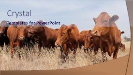  Presentation with cattle - Amazing presentation having small-herd-of-free-range backdrop and a sky blue colored foreground