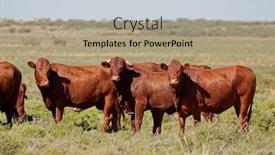  Presentation with rural - Presentation theme having small-herd-of-free-range background and a coral colored foreground
